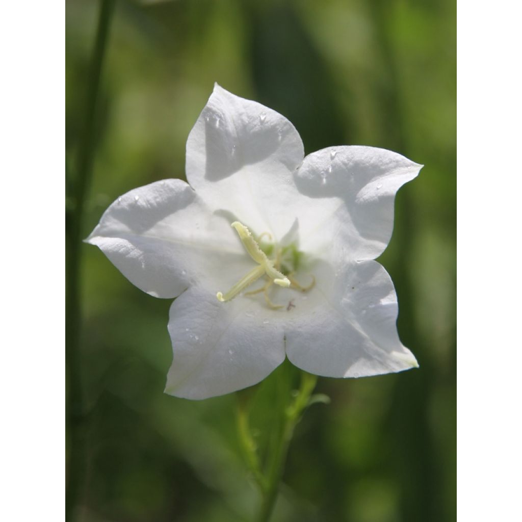 Kurjenkello Alba