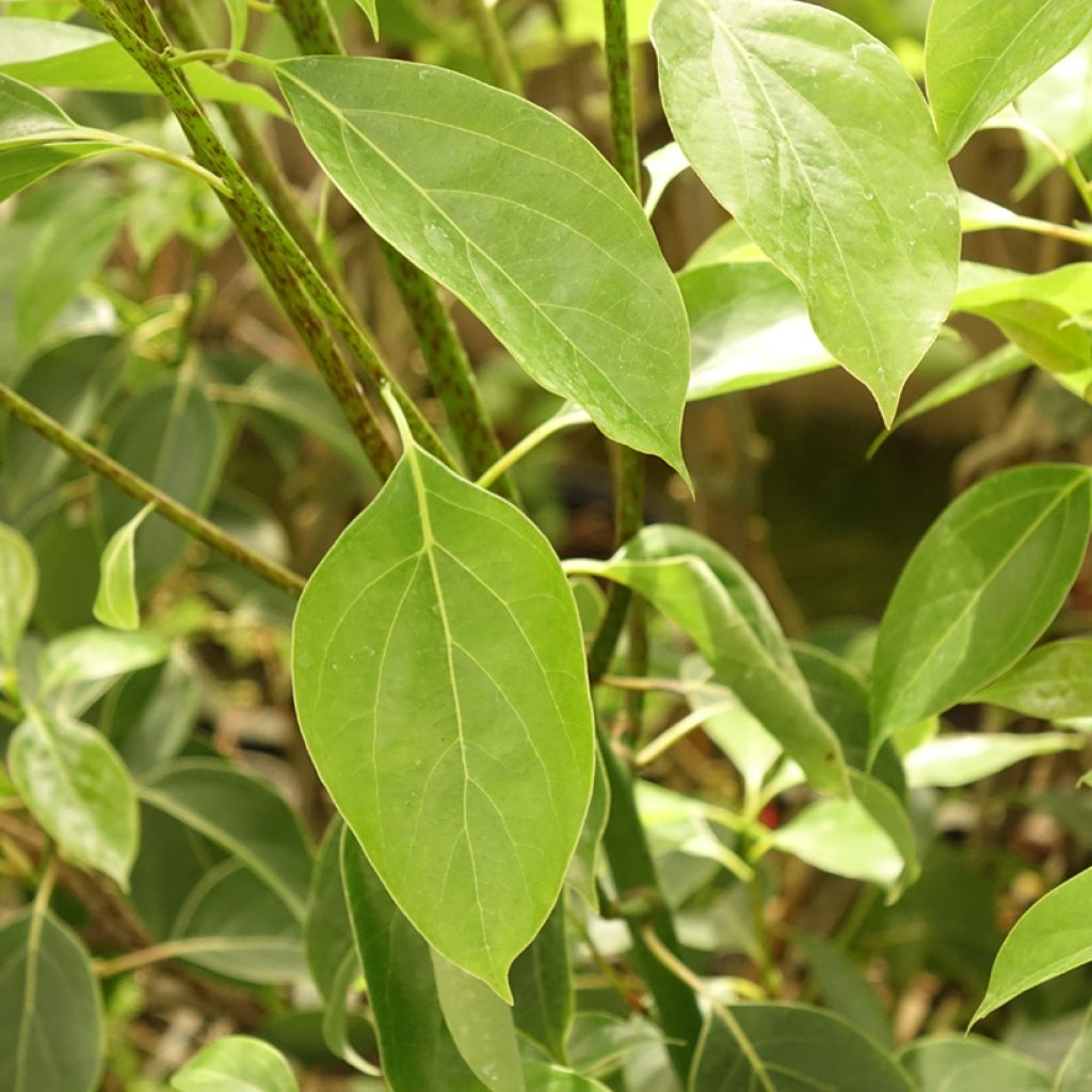 Kamferipuu - Cinnamomum camphora