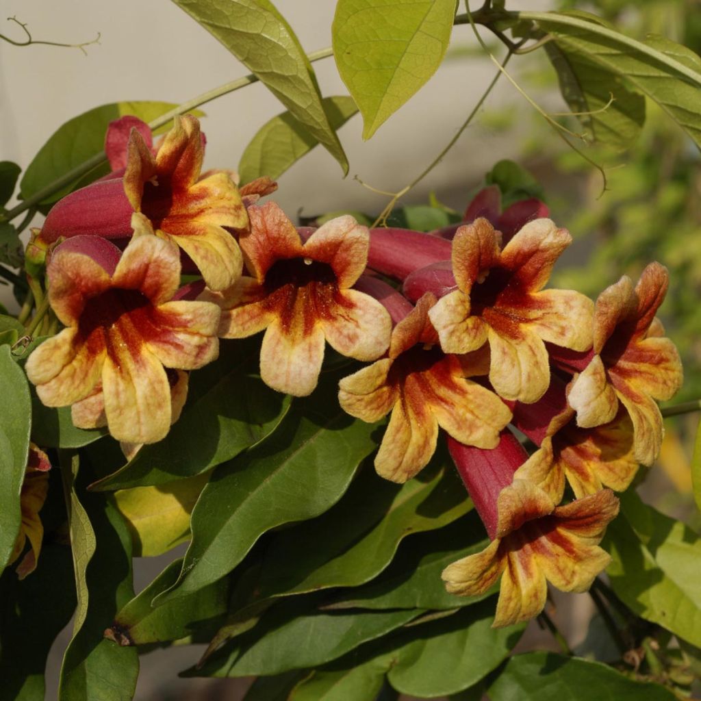 Trumpettiköynnös - Campsis capreolata
