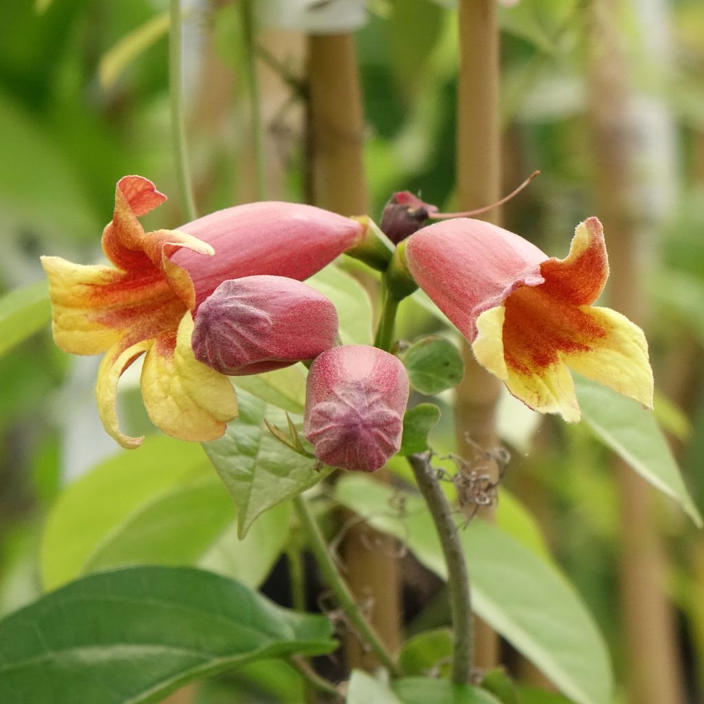 Trumpettiköynnös - Campsis capreolata