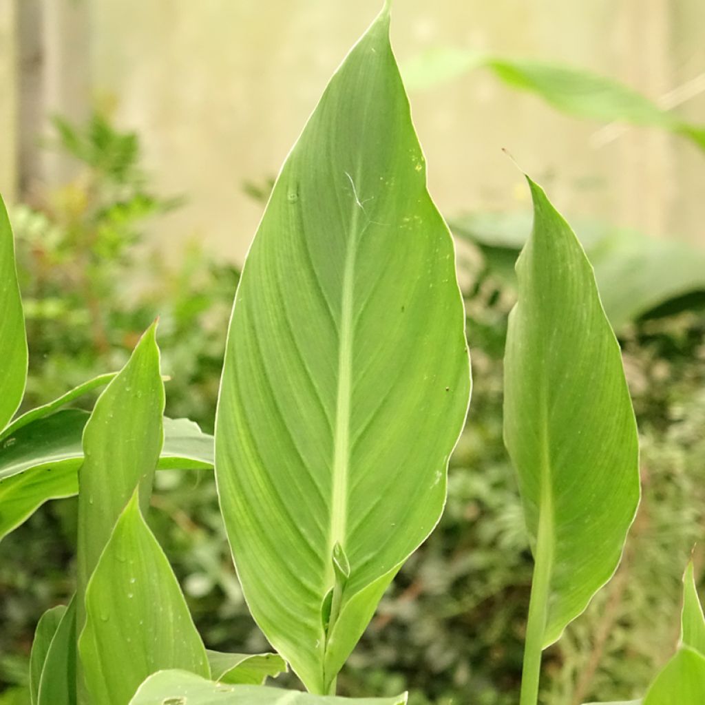 Tarhakanna - Canna edulis