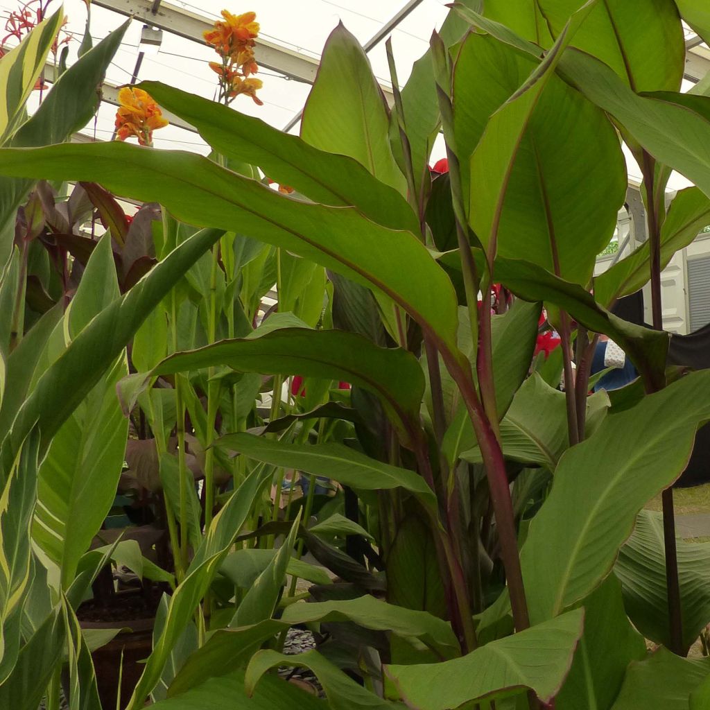 Tarhakanna Musaefolia