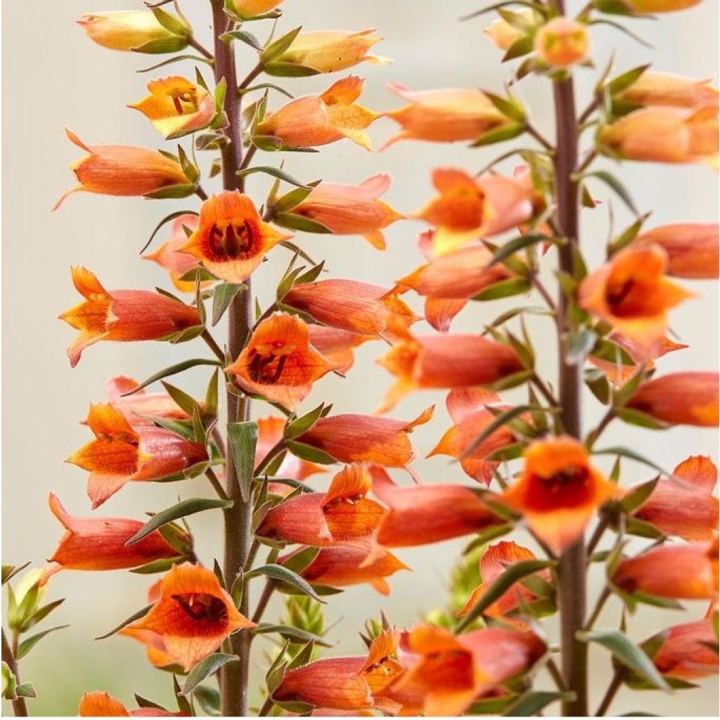 Sormustinkukka Firecracker