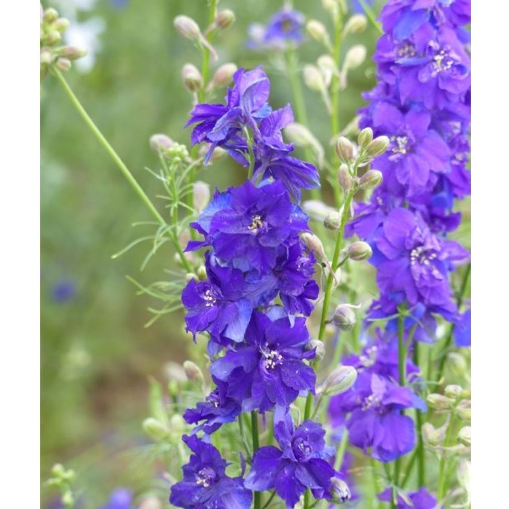 Rikkakukonkannus DelQIS White Blue Edge (siemenet)