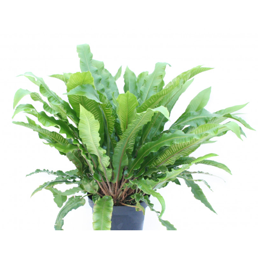 Hirvensaniainen - Phyllitis scolopendrium