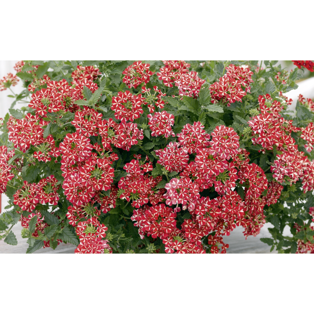 Tarhaverbena Estrella Voodoo Red Star