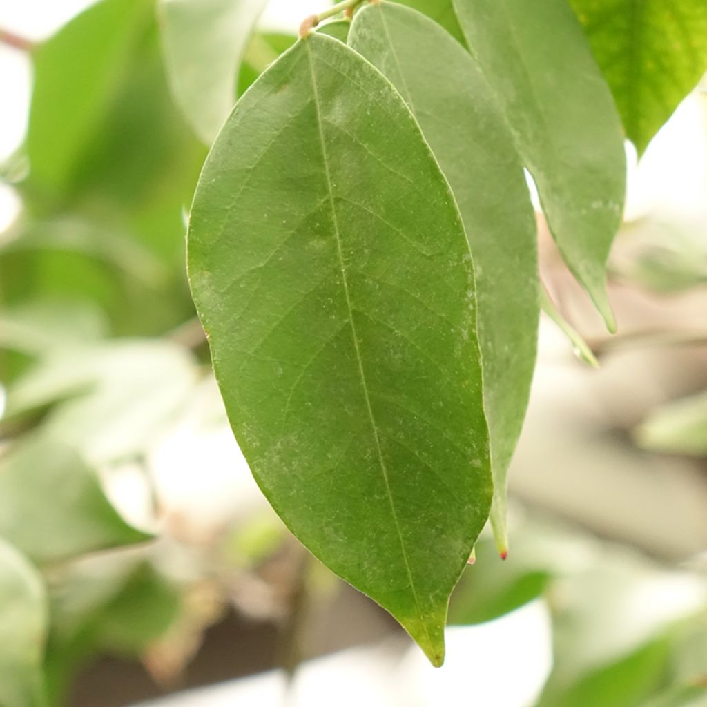 Karambola Arkin