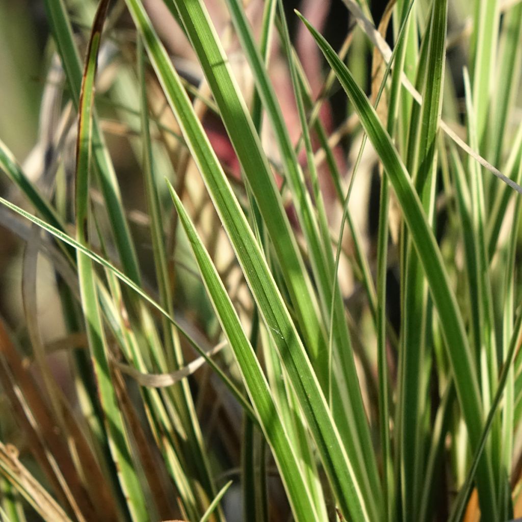 Sirosara Aureovariegata