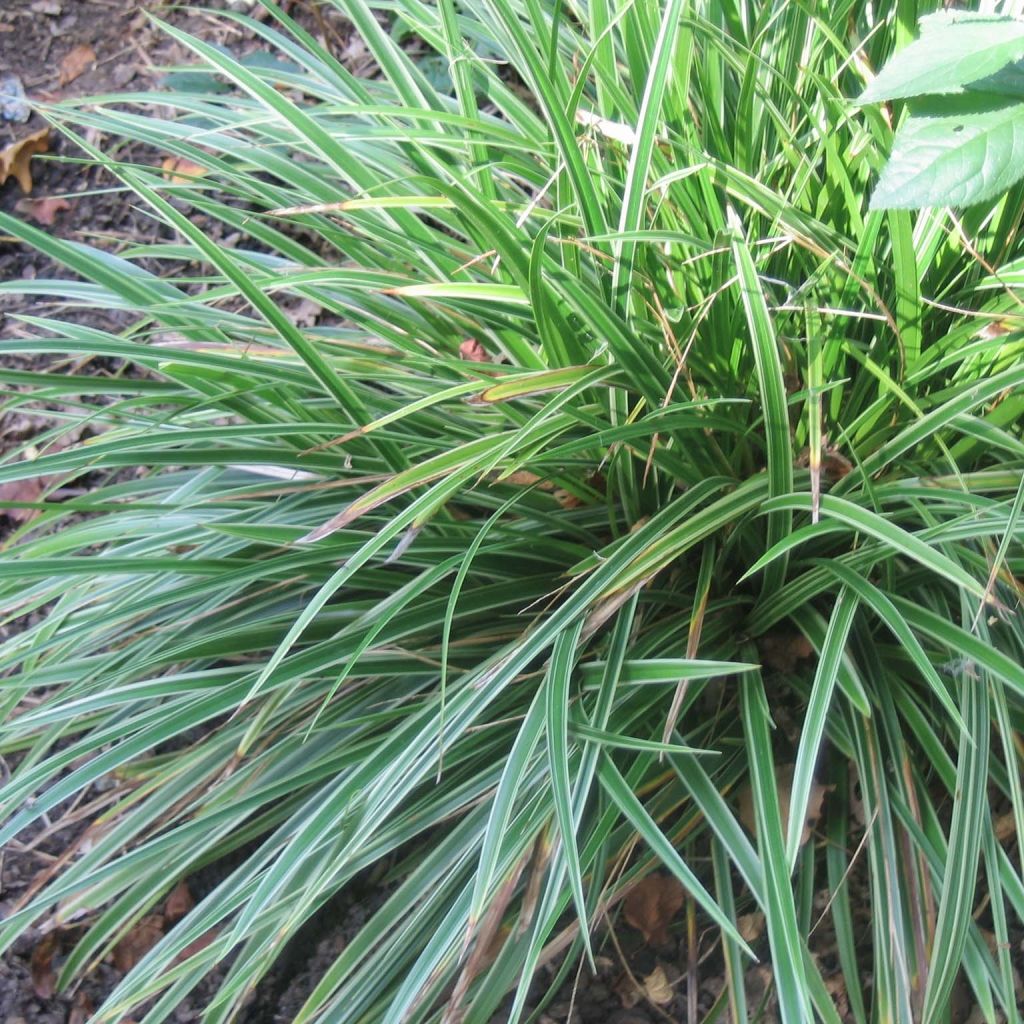 Sara Variegata