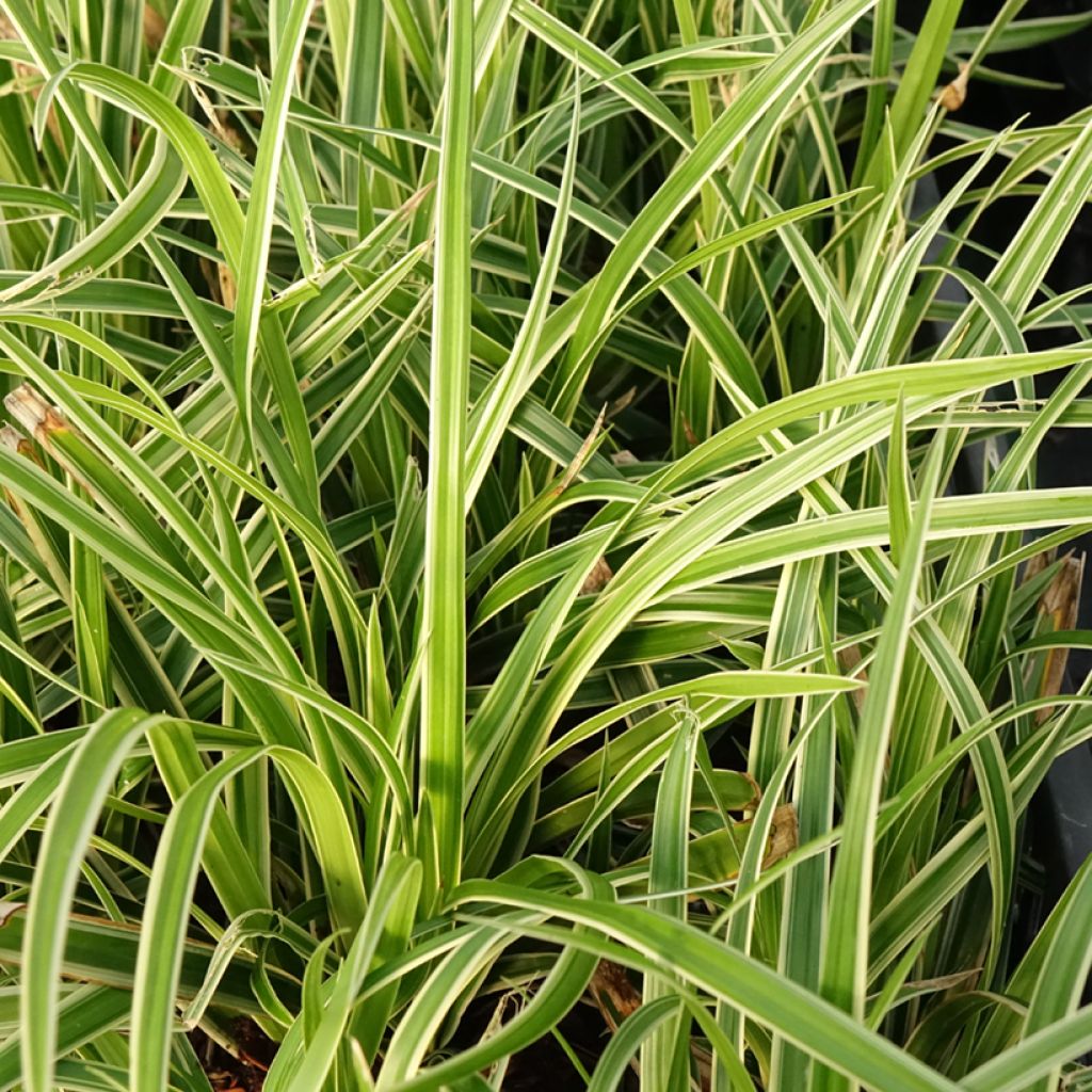 Palmusara variegata