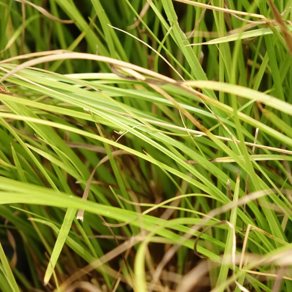 Hajasara - Carex remota