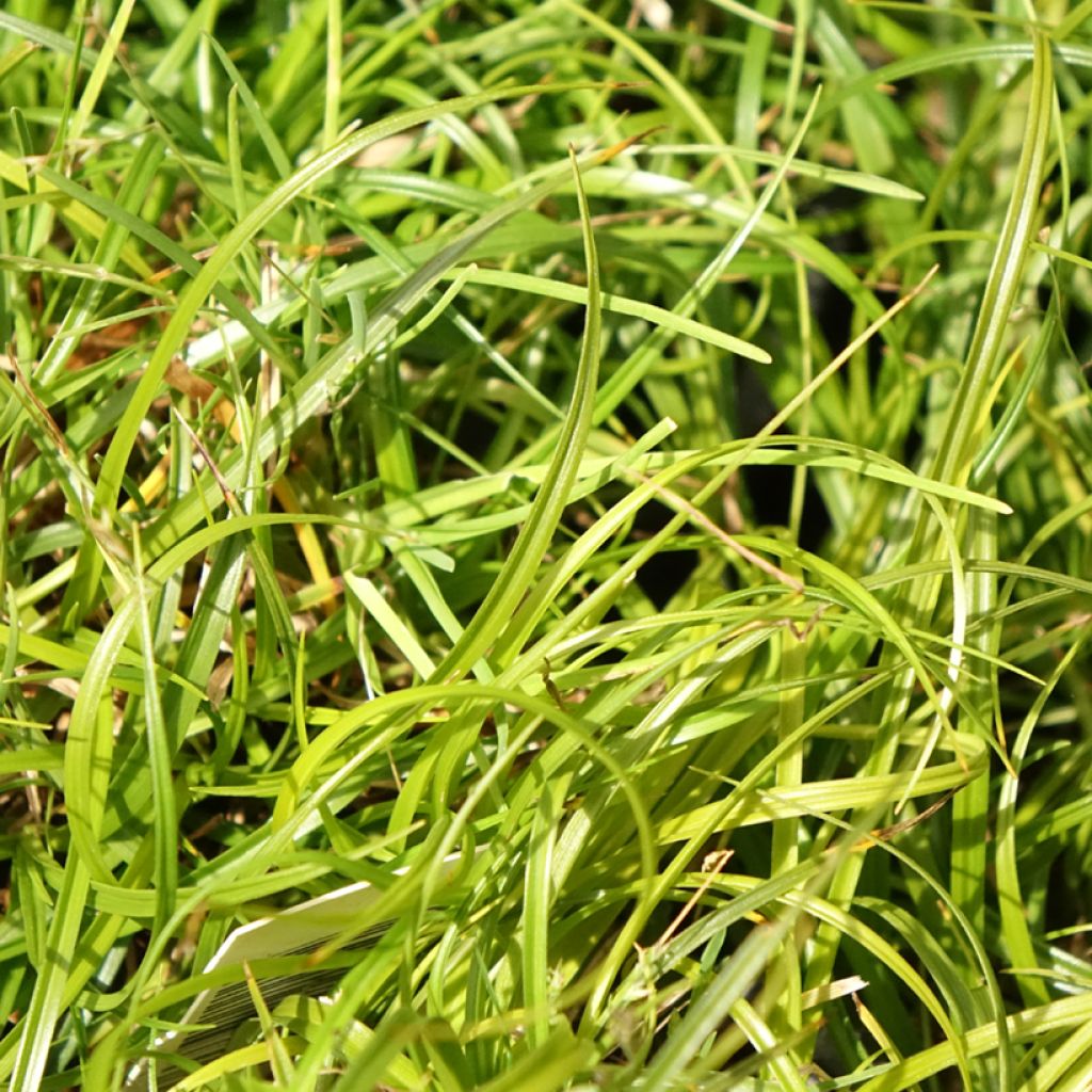 Sara - Carex umbrosa