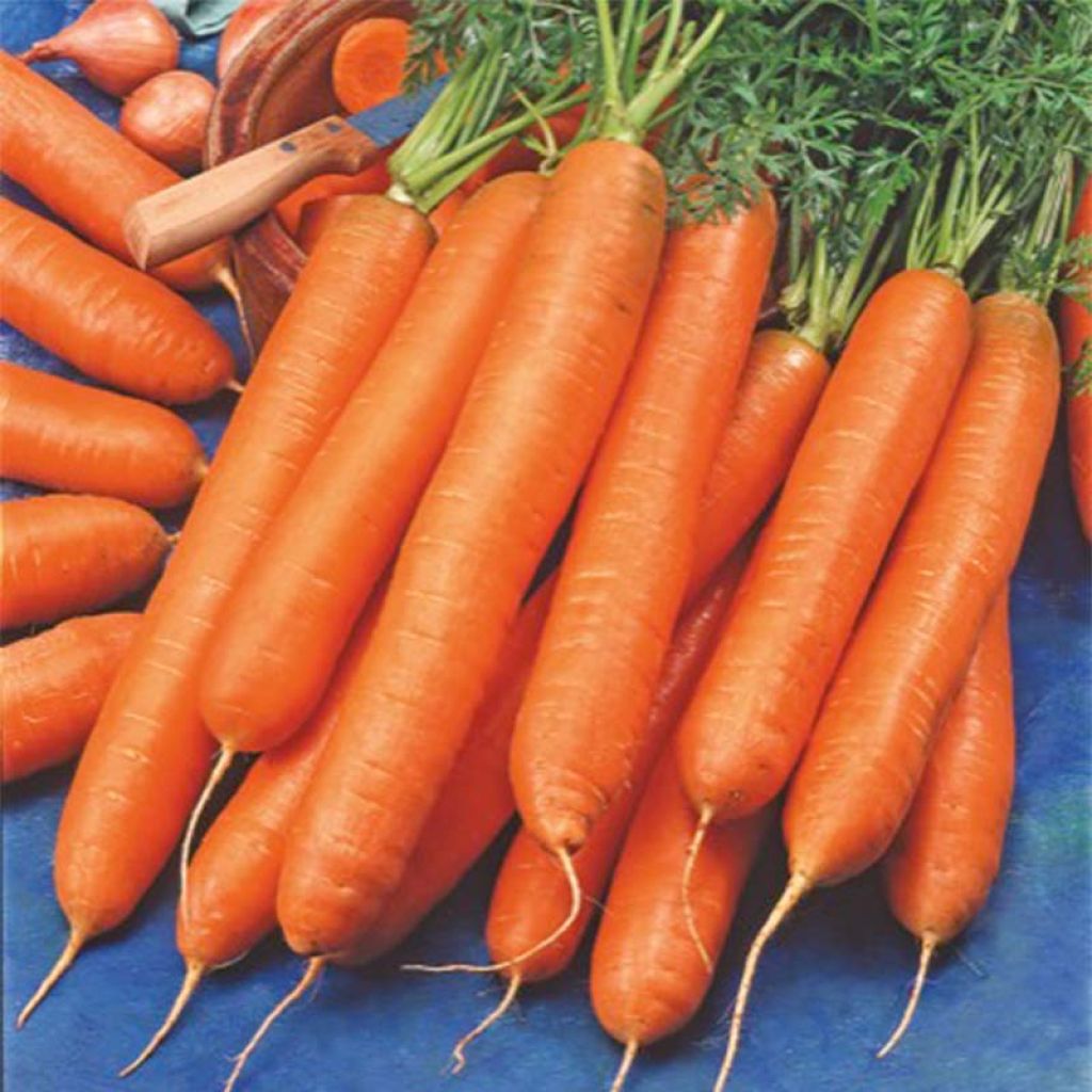 Porkkana Berlikum 2 luomu