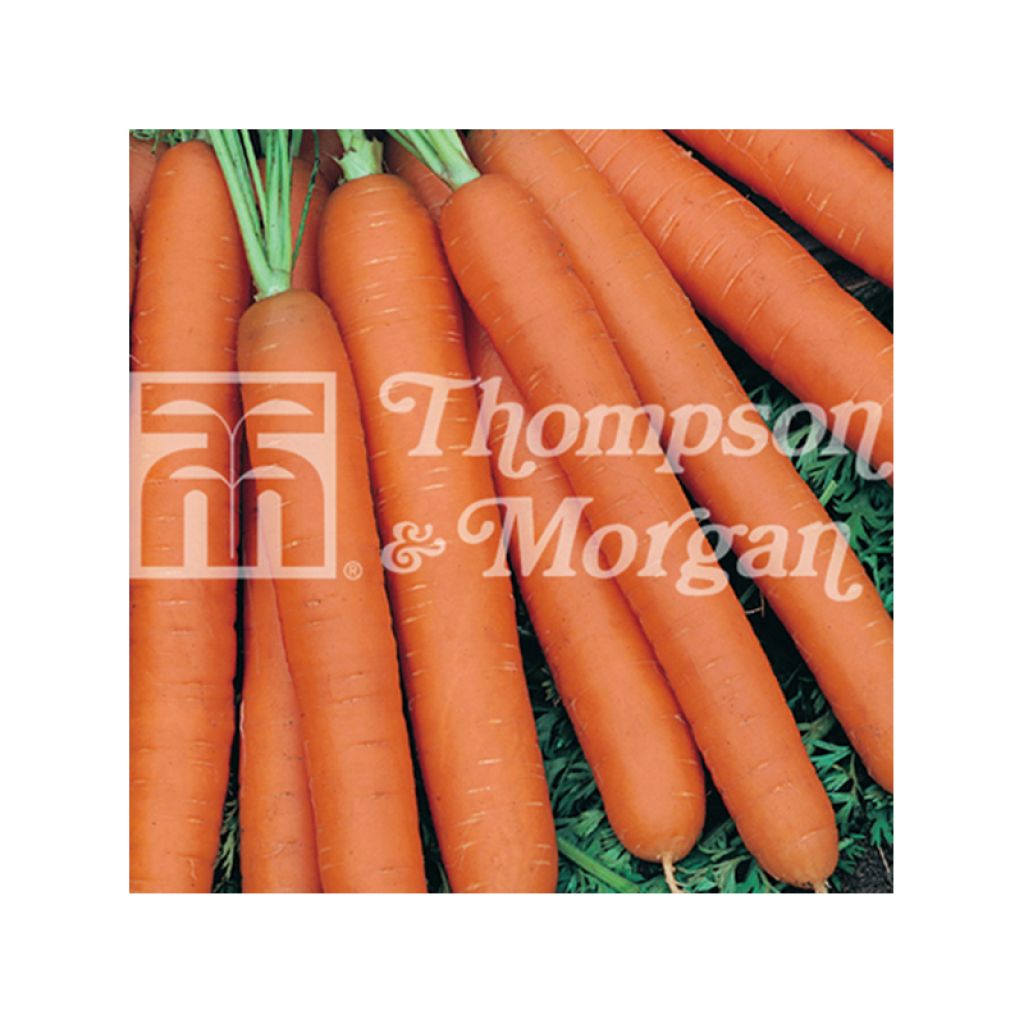 Carotte Fucino - Daucus carota 