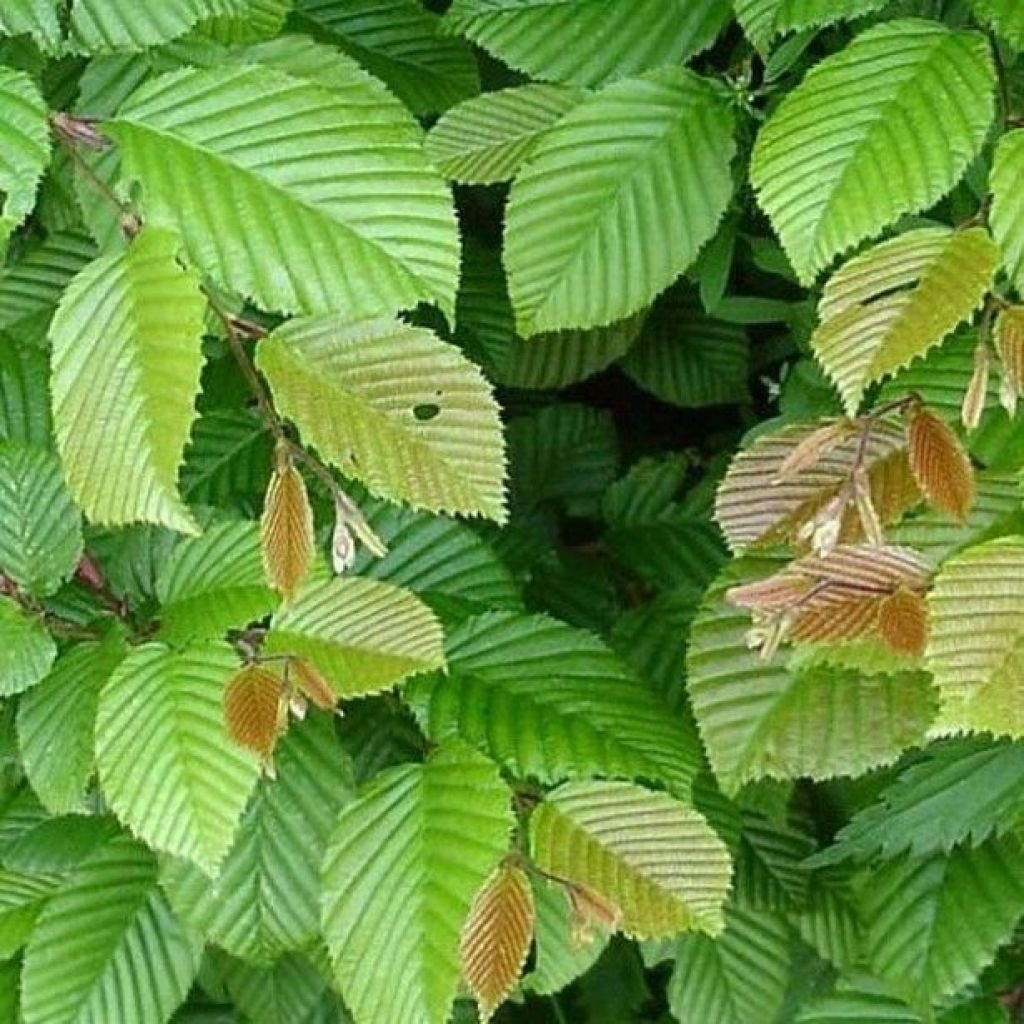 Valkopyökki - Carpinus betulus