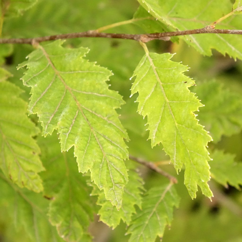 Valkopyökki Quercifolia