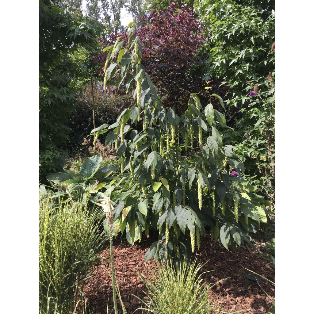 Valkopyöki - Carpinus fangiana