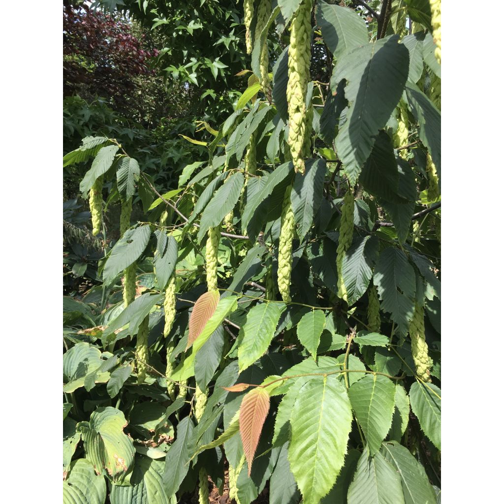 Valkopyöki - Carpinus fangiana