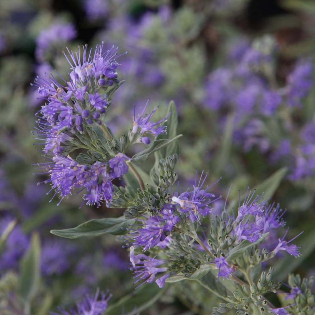 Jalorautaoksa Ferndown
