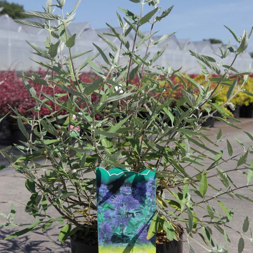 Jalorautaoksa Ferndown