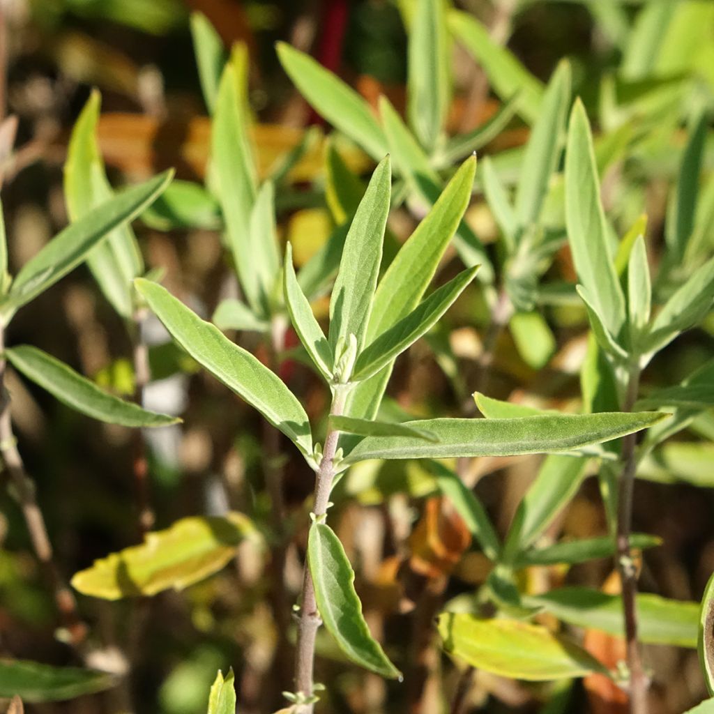 Jalorautaoksa Kew Blue