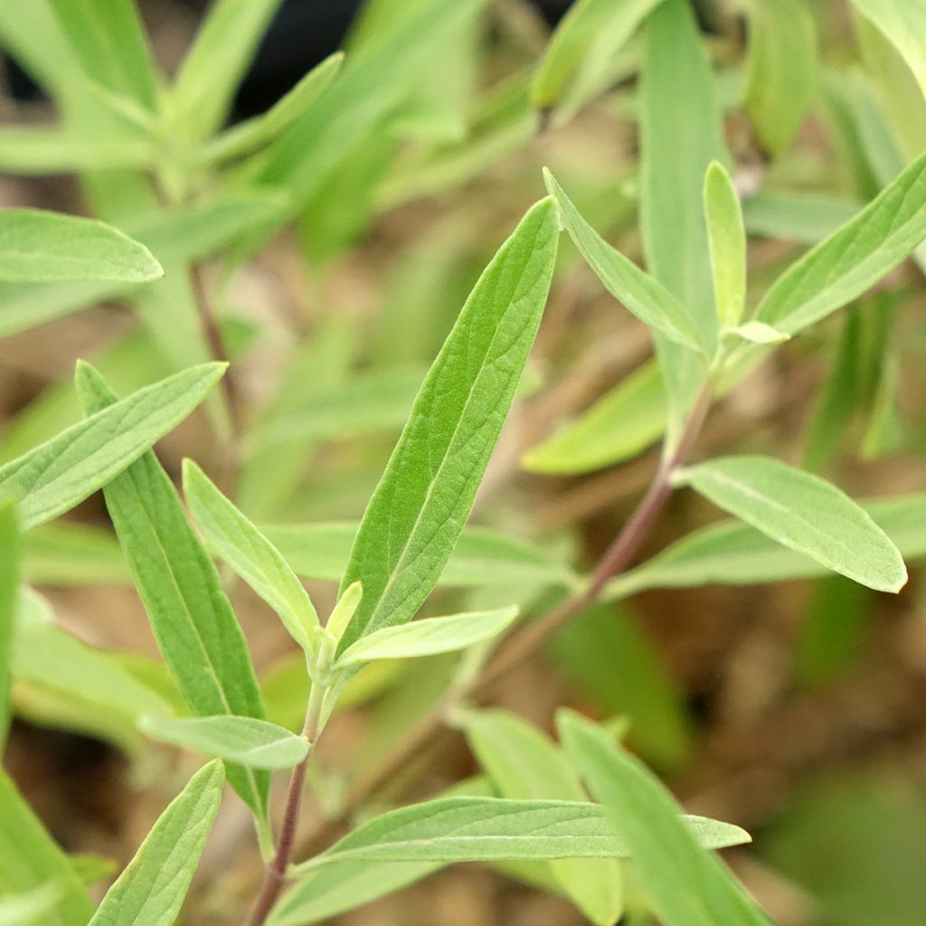 Jalorautaoksa Kew Blue