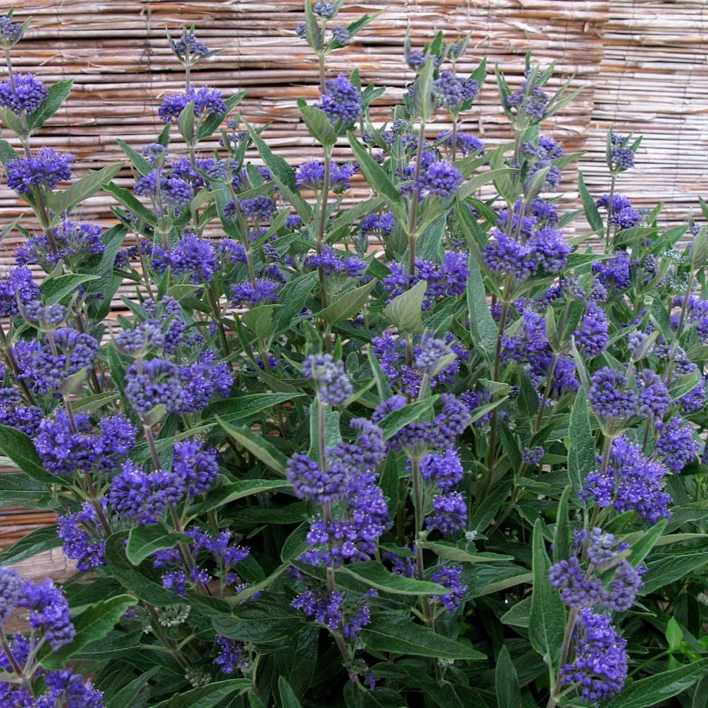 Jalorautaoksa Thetis