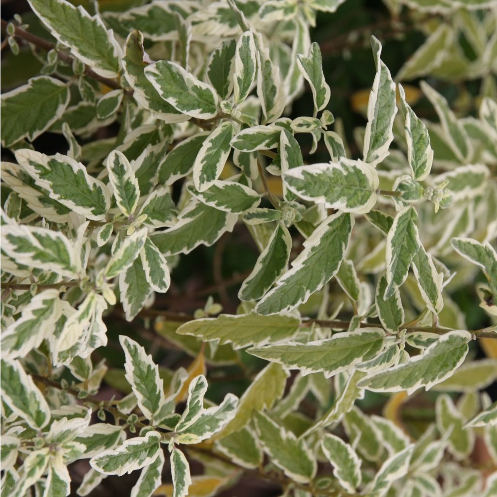 Jalorautaoksa White Surprise
