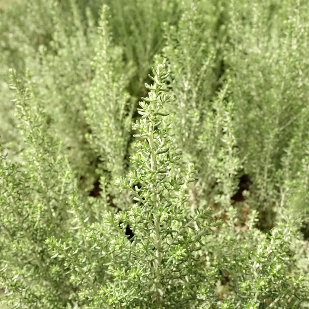 Cassinia retorta Ward Silver