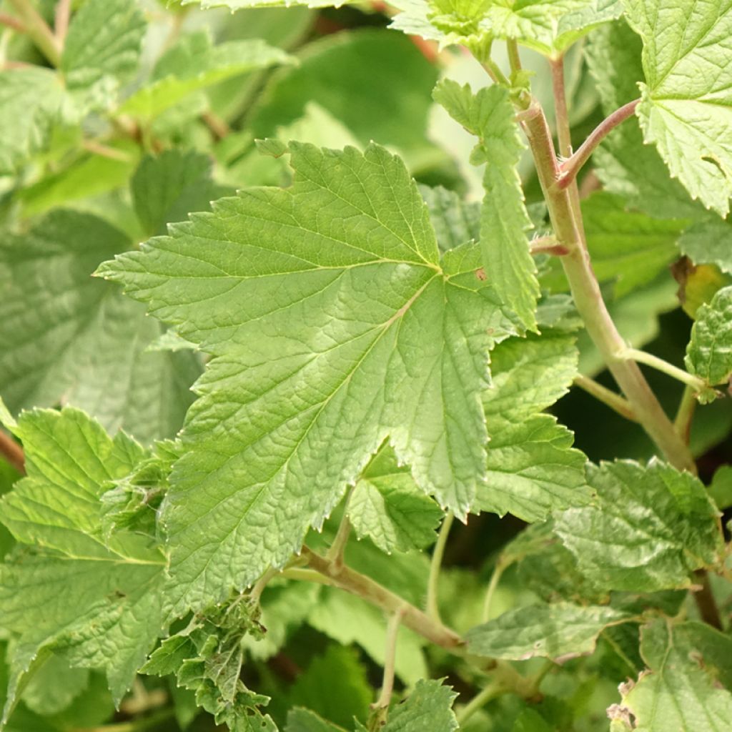 Mustaherukka Cassisima Blackbells