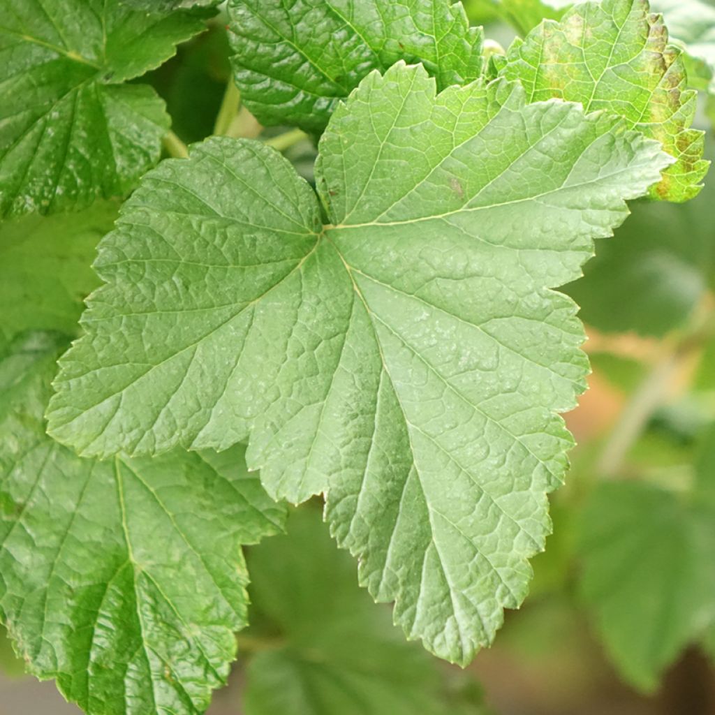 Mustaherukka Delbard Robusta
