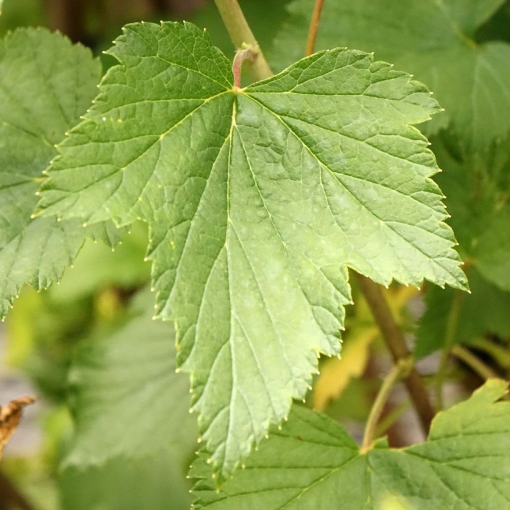 Mustaherukka Titania
