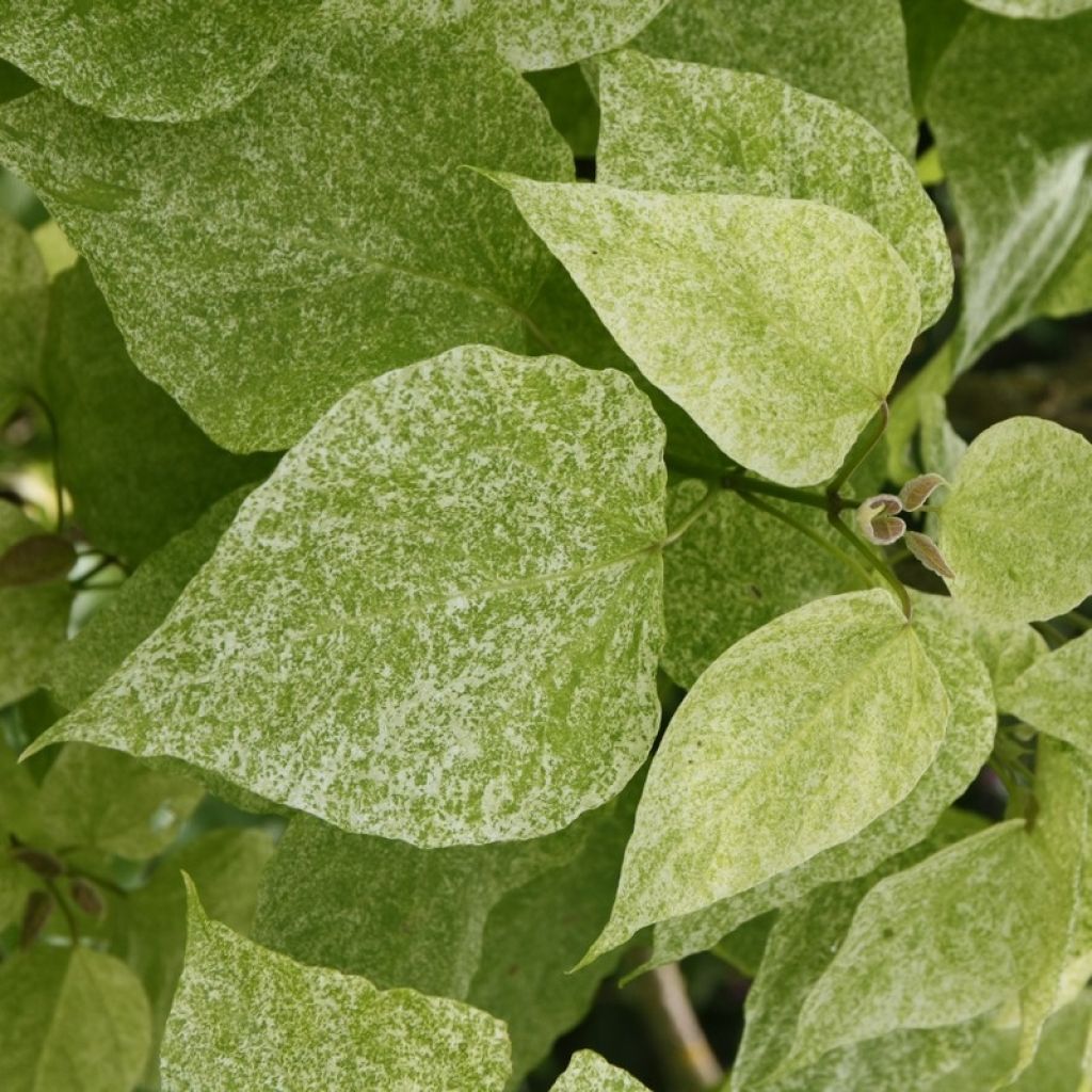 Loistotrumpettipuu pulverulenta