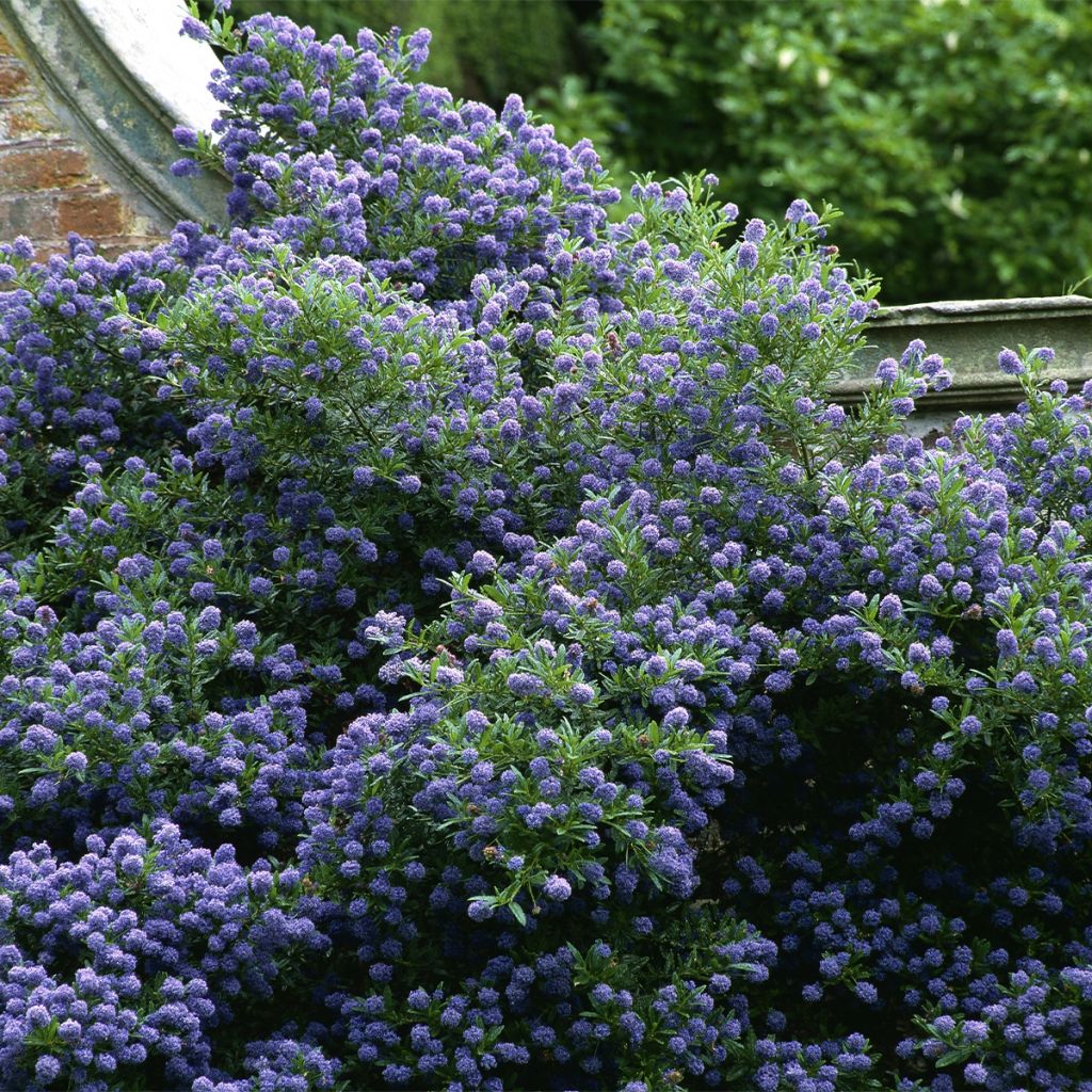 Sinipensas Autumnal Blue