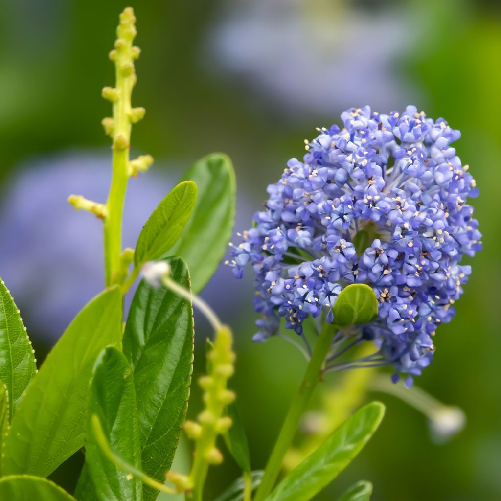 Sinipensas Autumnal Blue