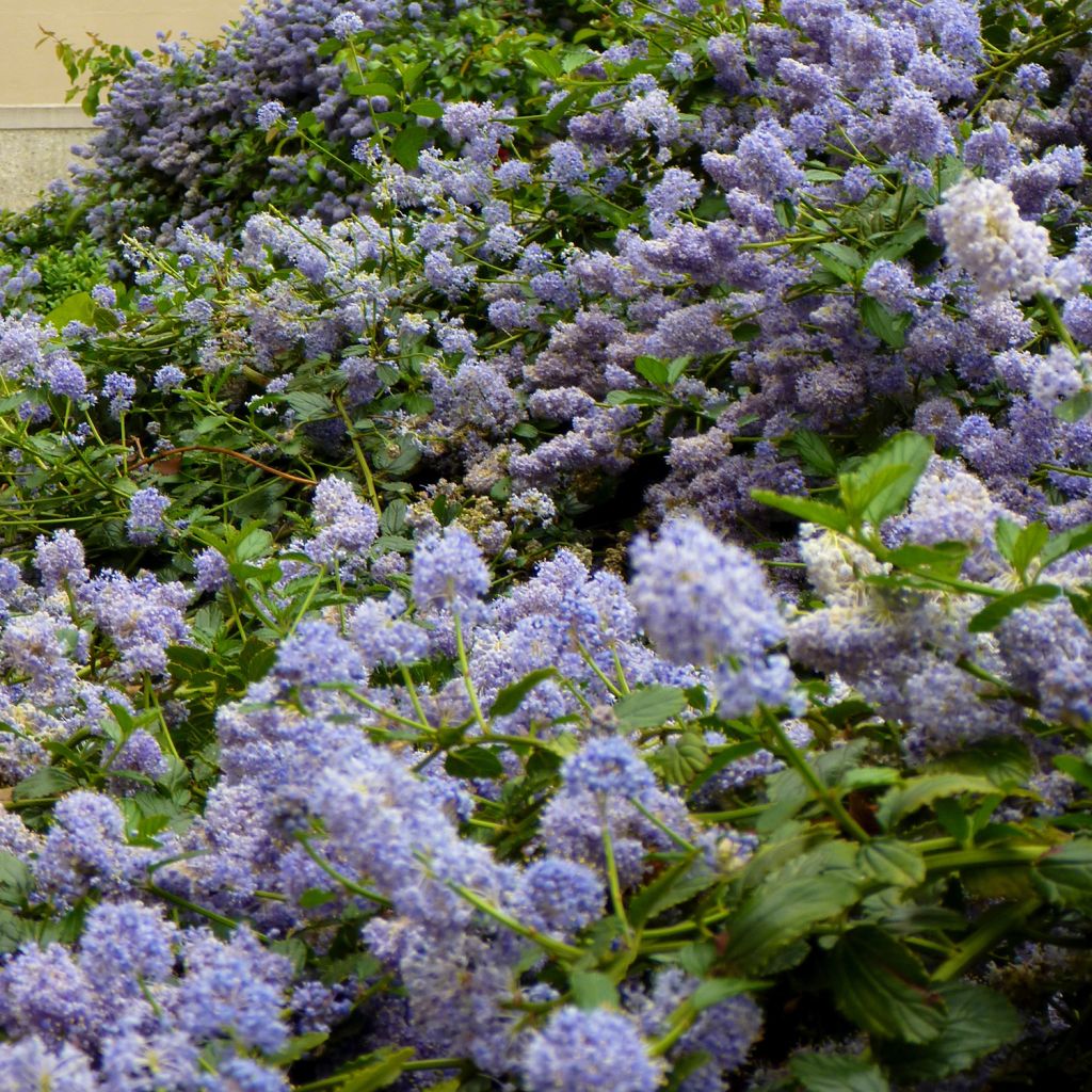 Tuoksio Marie Blue