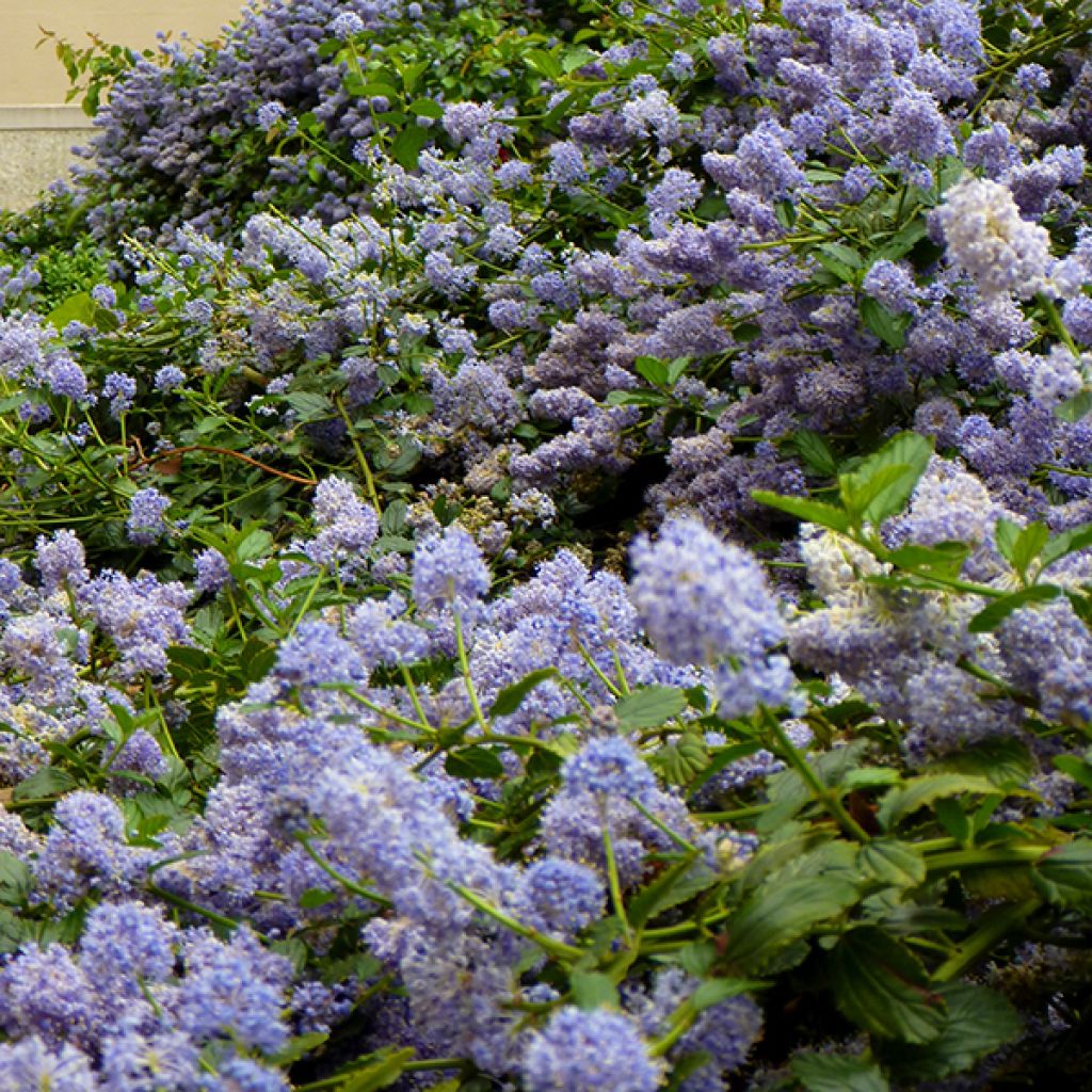 Tuoksio Marie Blue