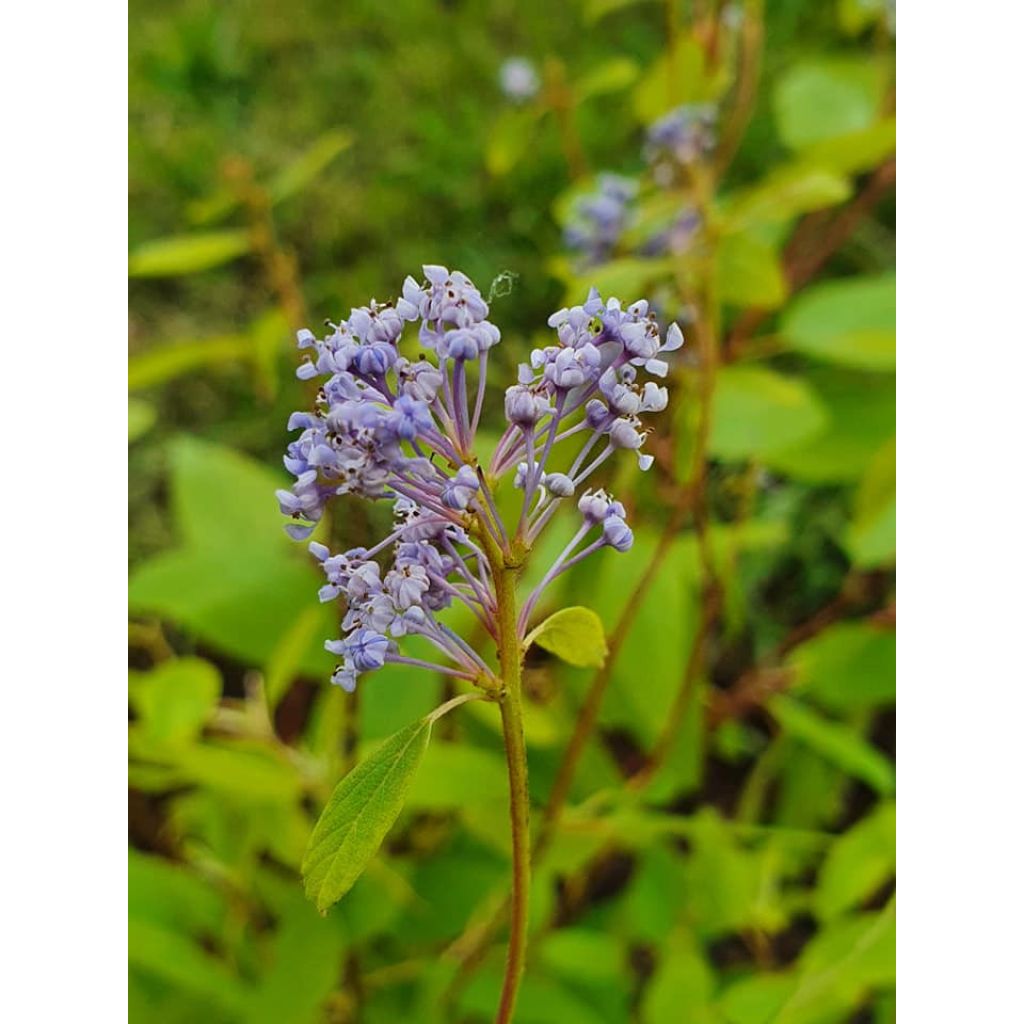 Tuoksio Marie Blue