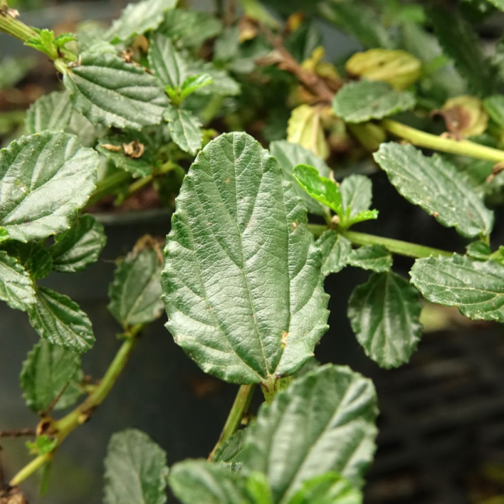 Sinipensas Prostratus