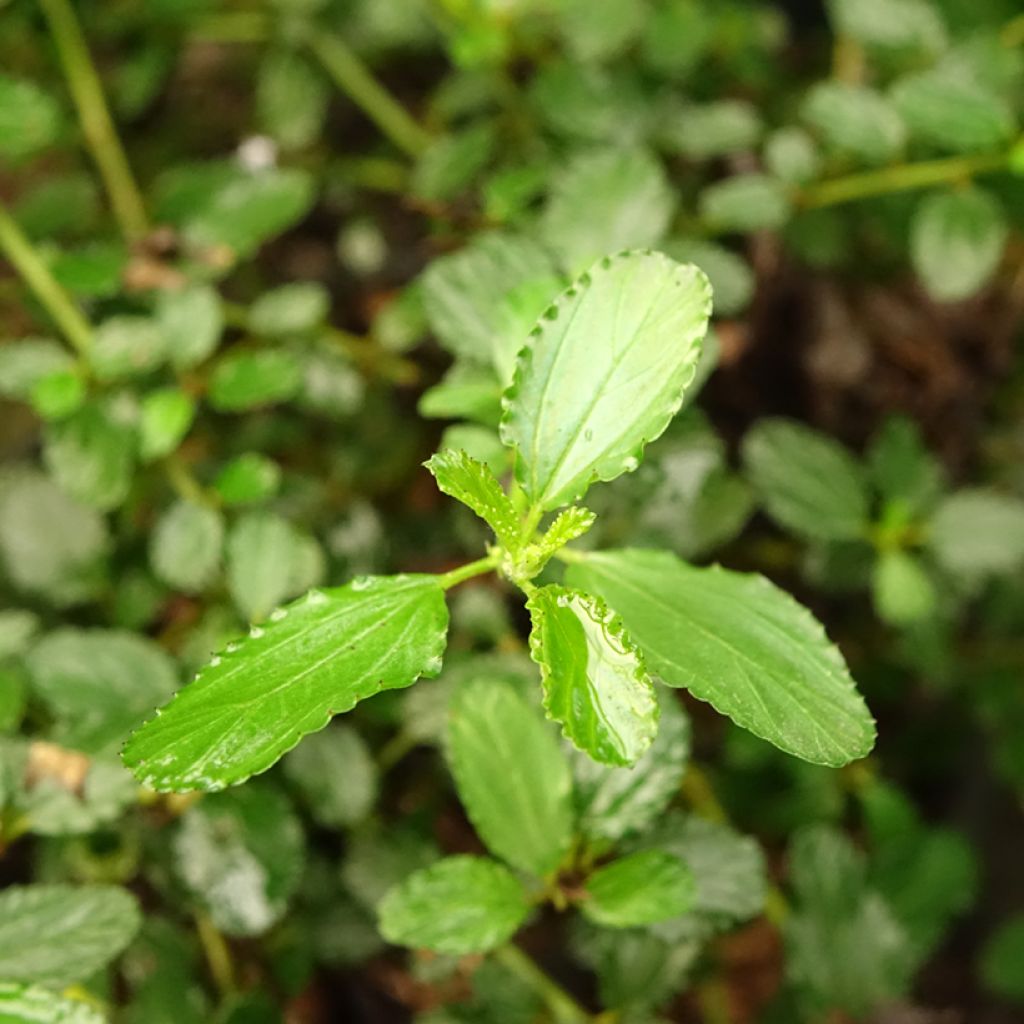 Sinipensas Prostratus