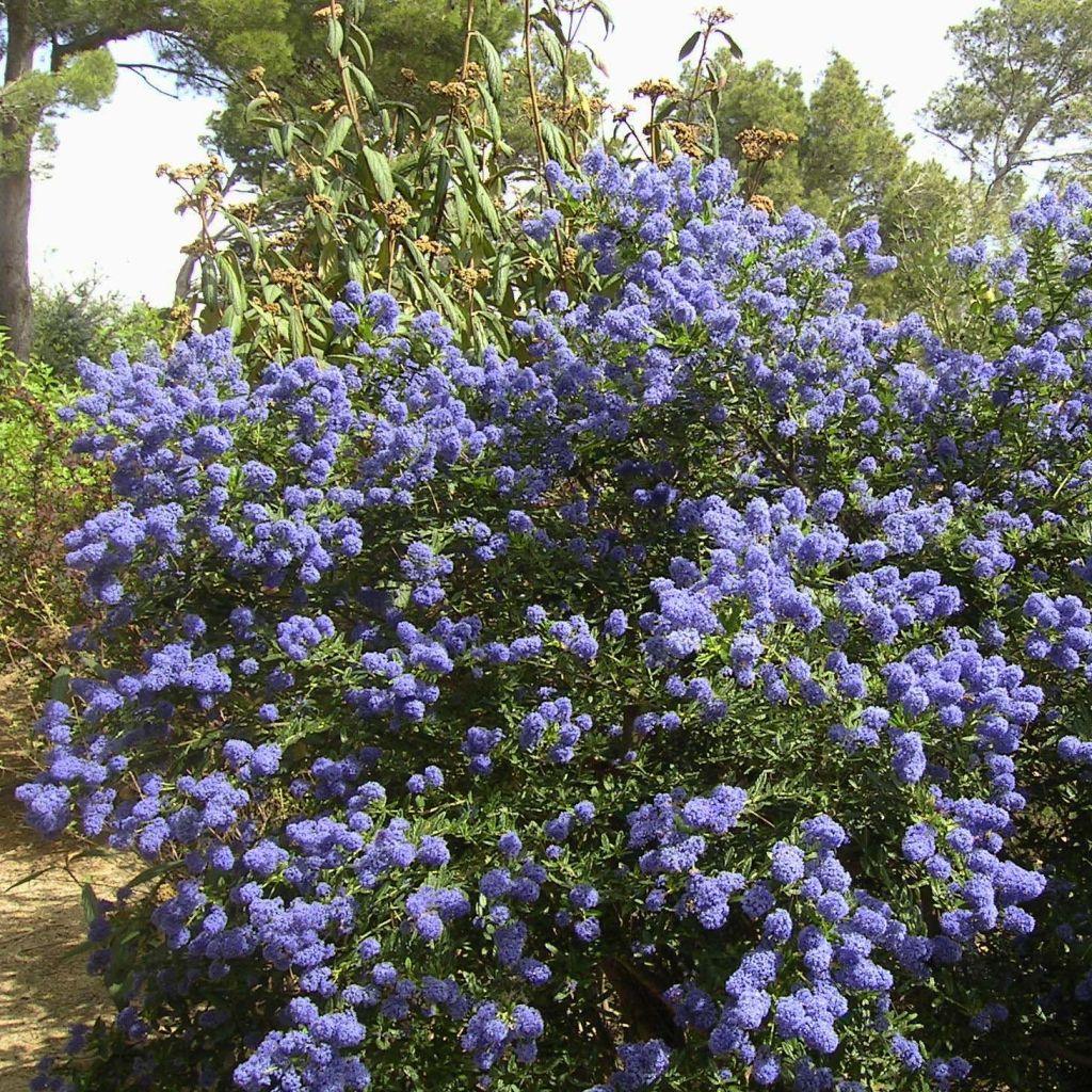 Sinipensas Repens