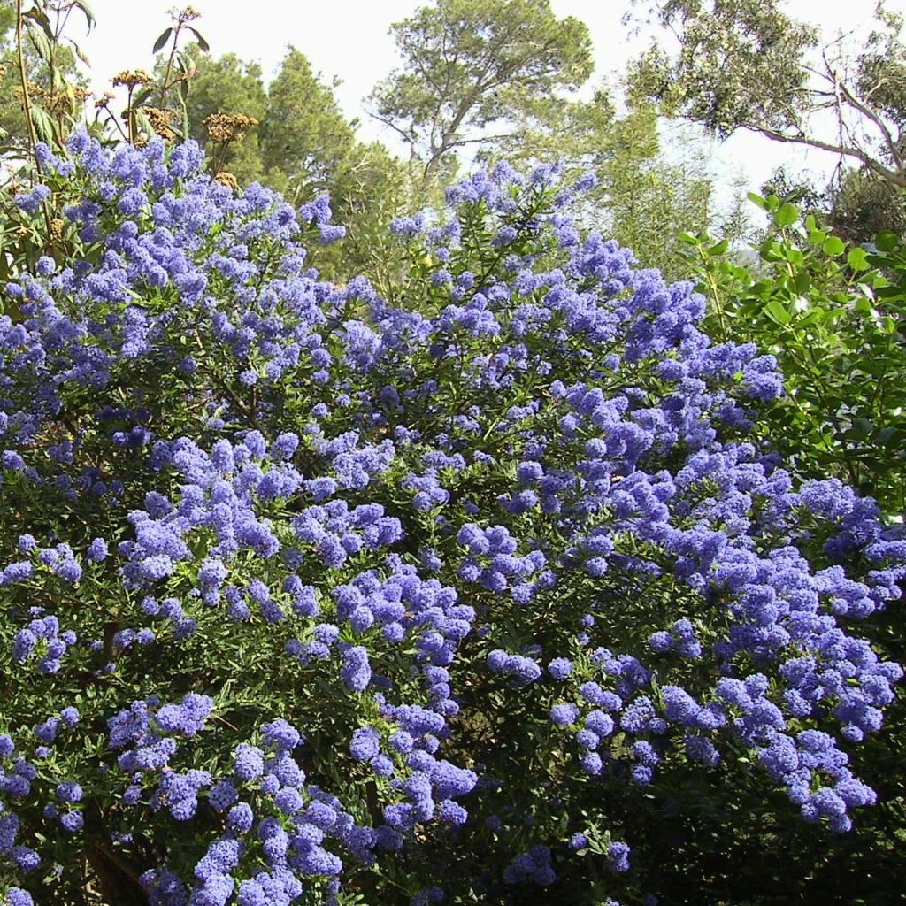Sinipensas Repens