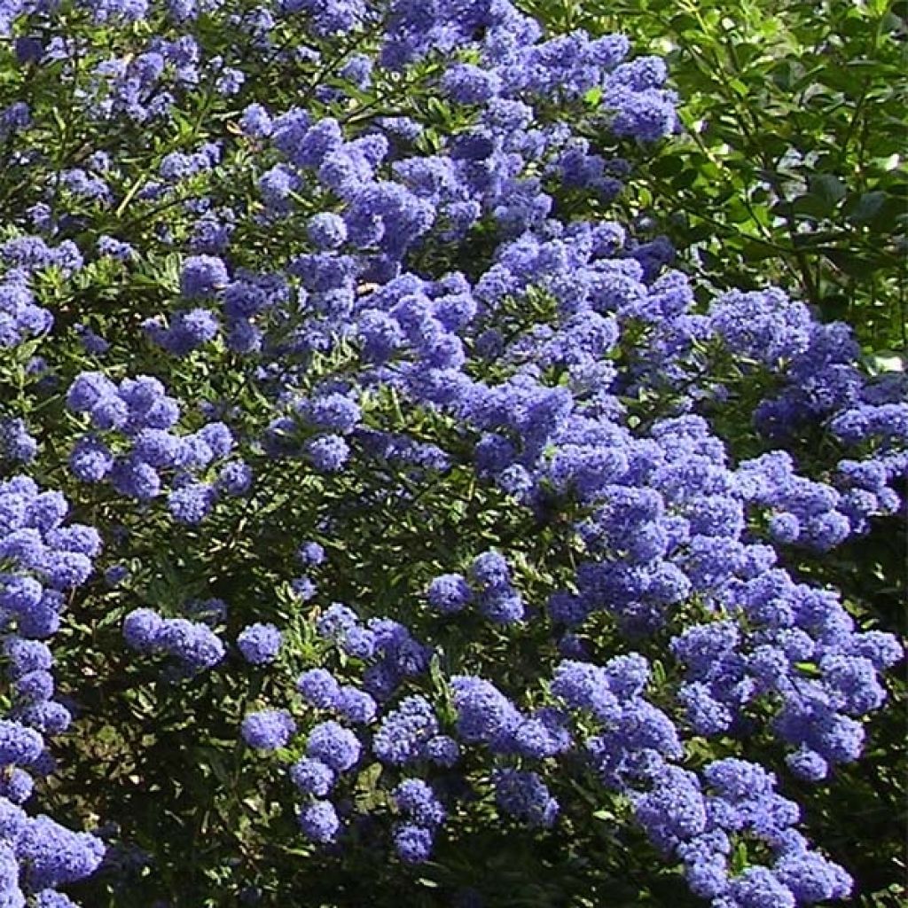 Sinipensas Repens
