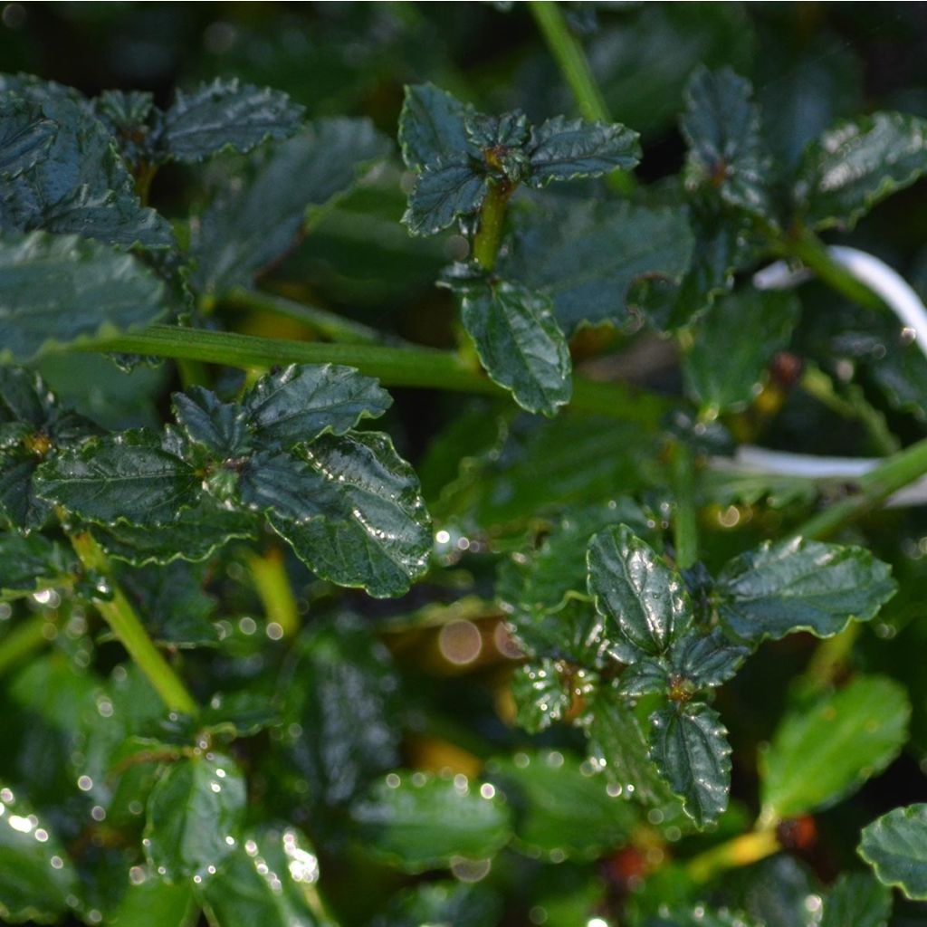 Sinipensas Repens