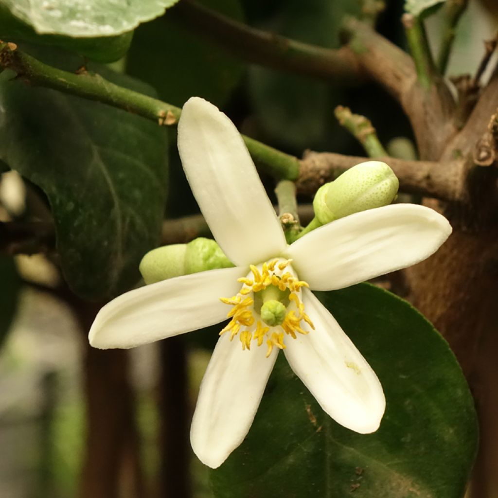 Sukaattisitruuna - Citrus medica