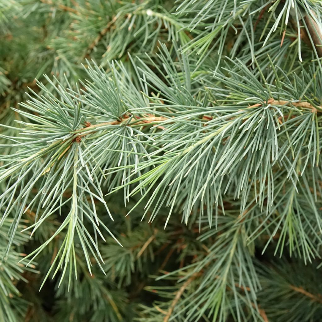 Himalajansetri Pendula