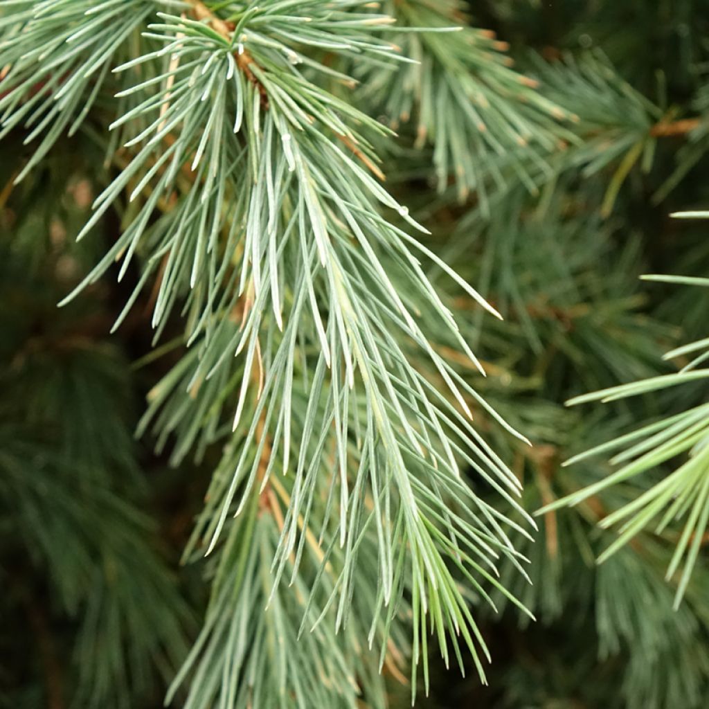 Himalajansetri Pendula