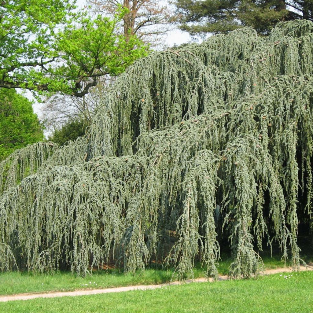 Libanoninseetri Glauca Pendula