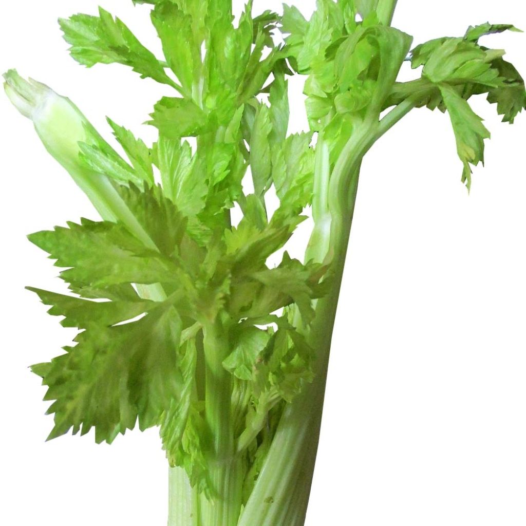 Ruotiselleri Lino