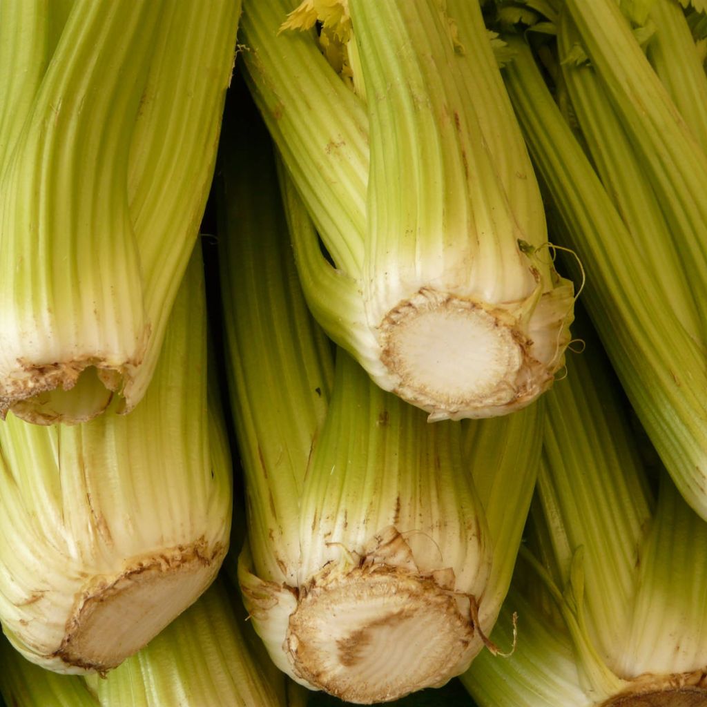 Ruotiselleri D'Elne
